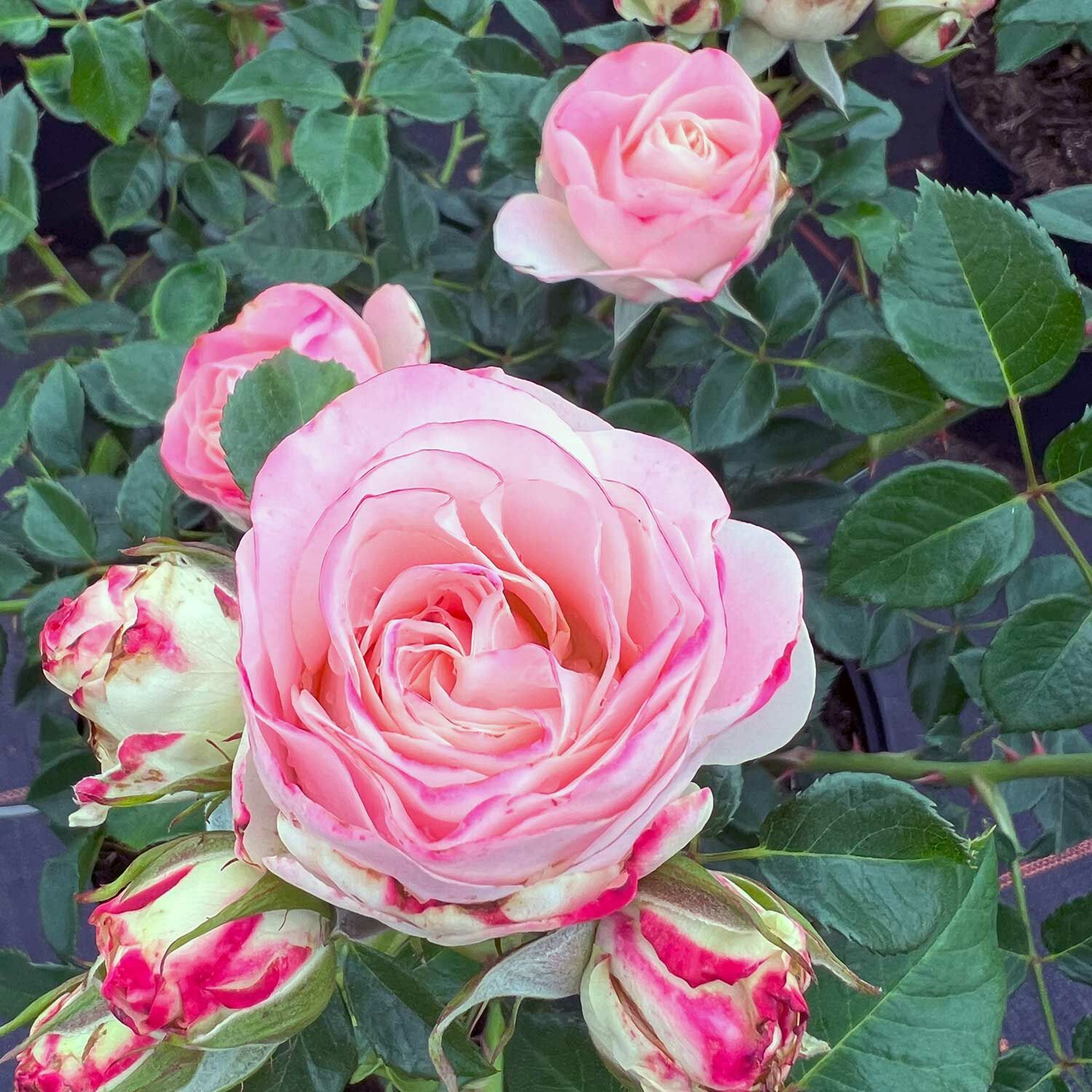 TOBAGO Naujiena vazone