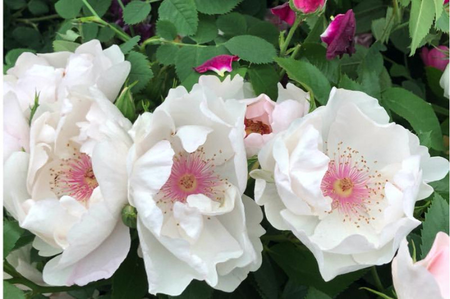 JACQUELINE DU PRE vazone