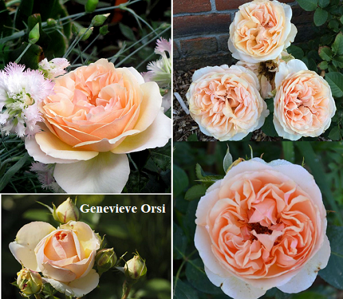 GENEVIEVE ORSI (JACACIEN) vazone