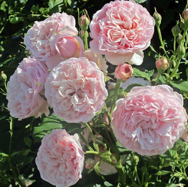 DIVINA Naujiena vazone