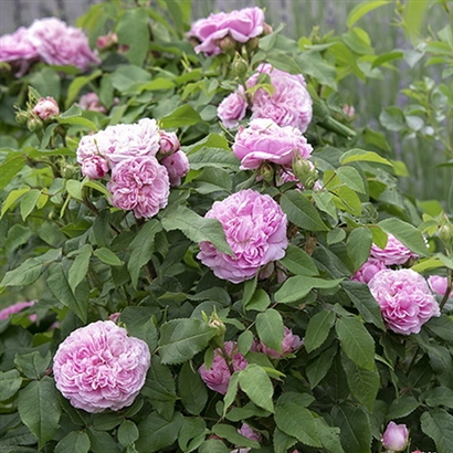 JACQUES'AS CARTIER damasko  vazone