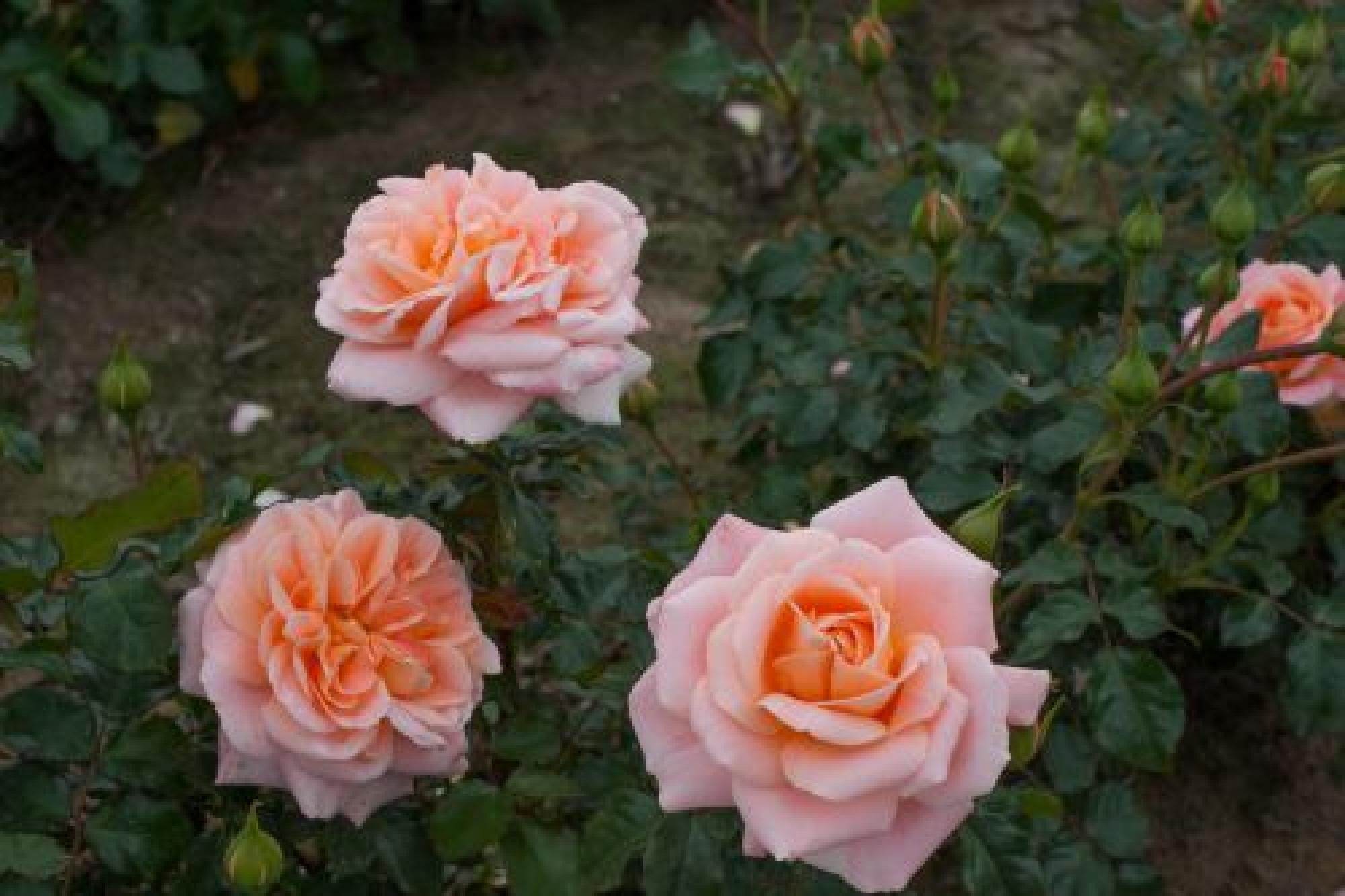 KALMAR Castle Poulkalm vazone