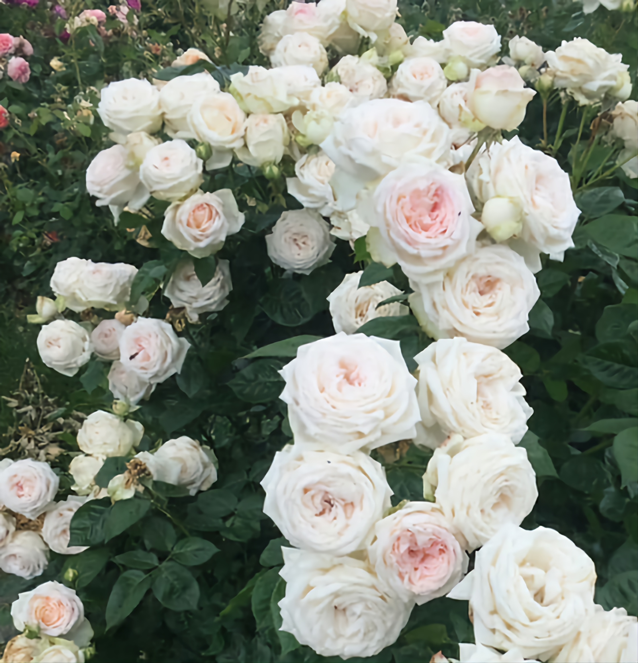 MADAME ANISETTE plika šaknis