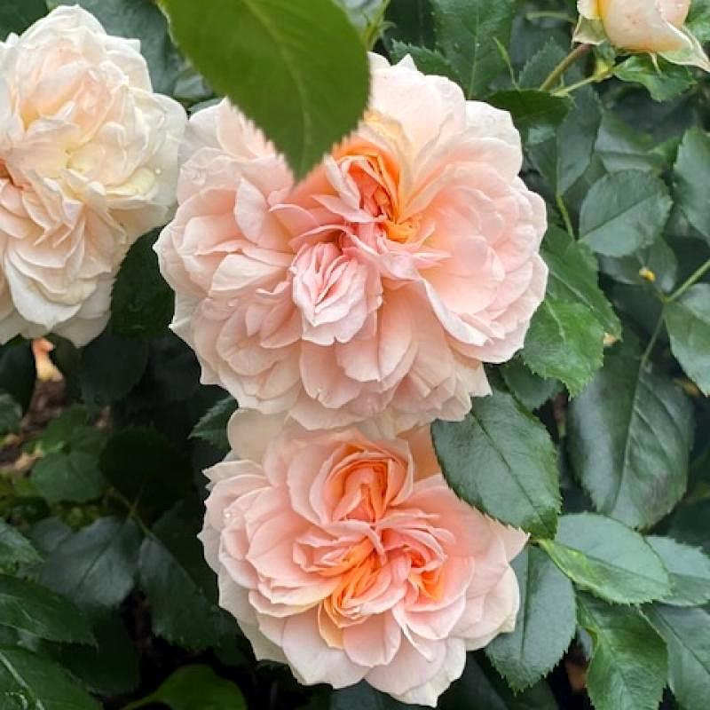 Garden Of Roses vazone