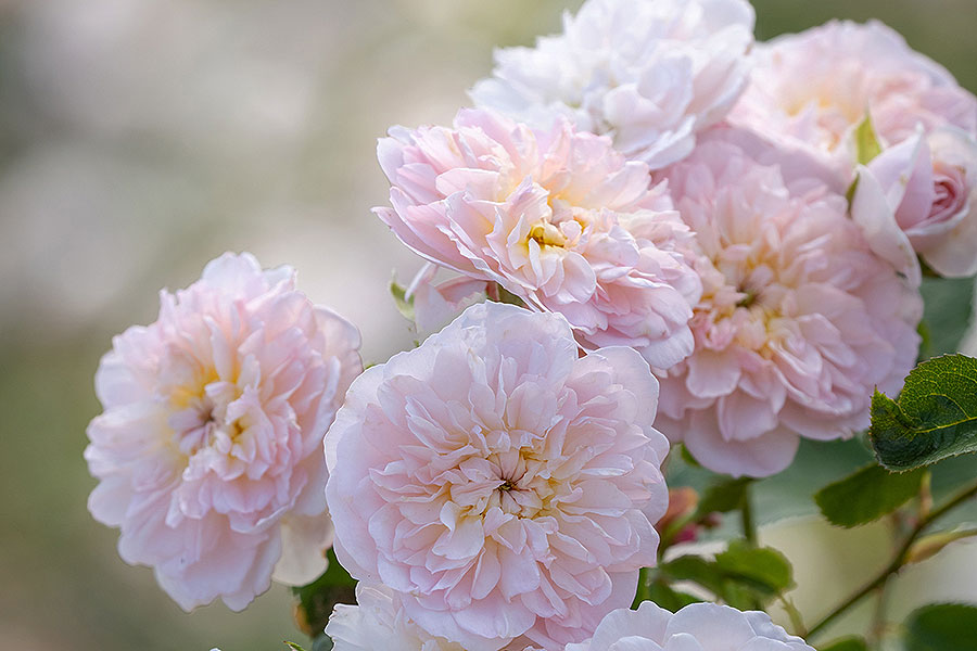 ELIZABETH plika šaknis