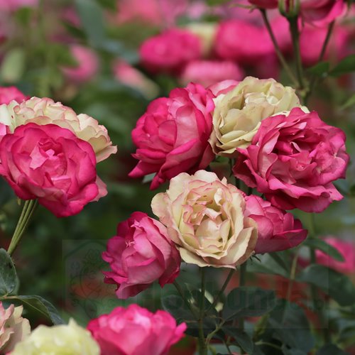 AKROPOLIS (MEIKRADAS) vazone