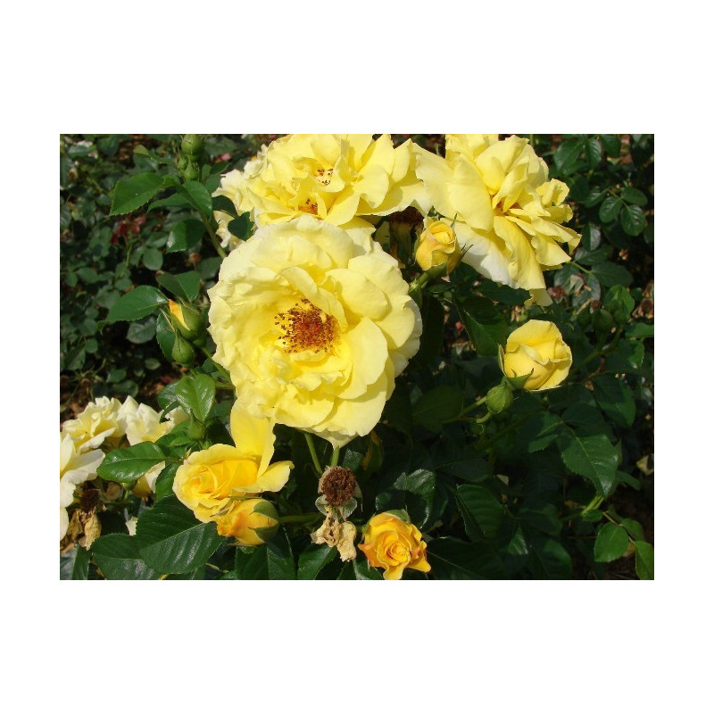 Lichtkonigin LUCIA super žydėjimas