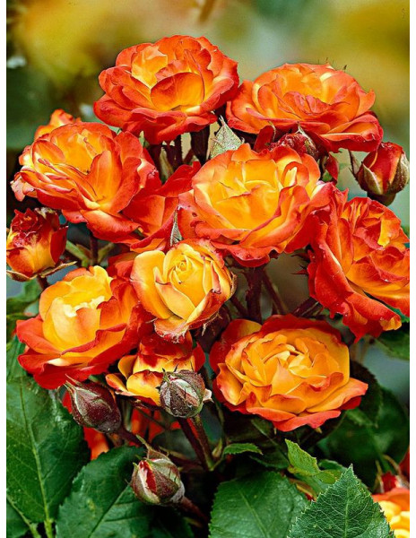 Rosa RUMBA® / Cuba dance plika šaknis