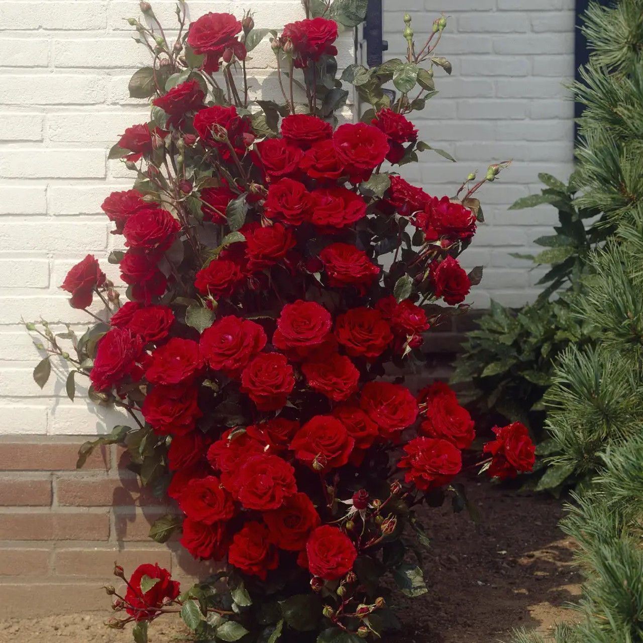 That's Jazz' vijoklinis plika šaknis