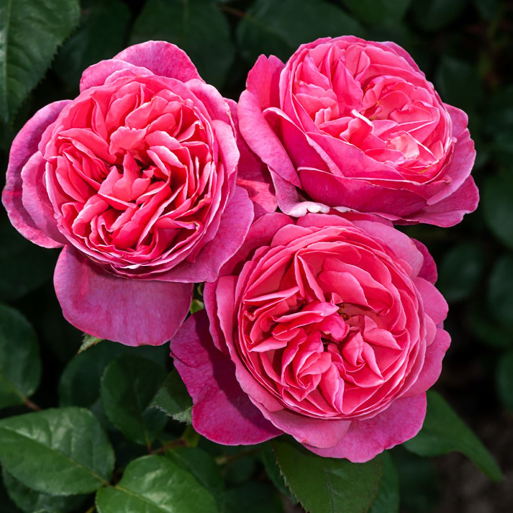 LINE RENAUD labai kvapnus