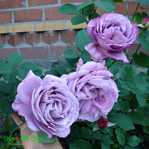 INDIGOLETTA vijoklinis plika šaknis