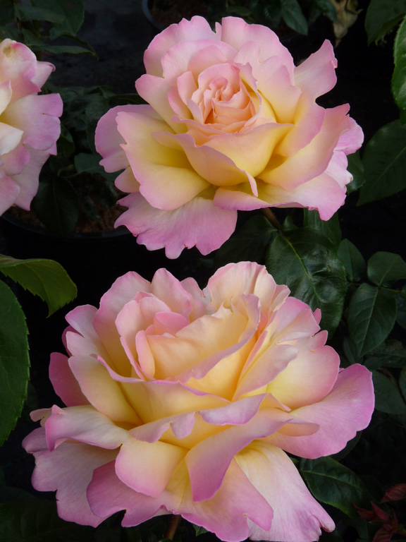 GLORIA DEI plika šaknis