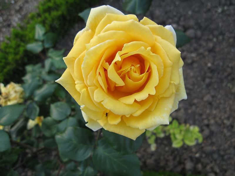 Madame Pierre S. Dupont