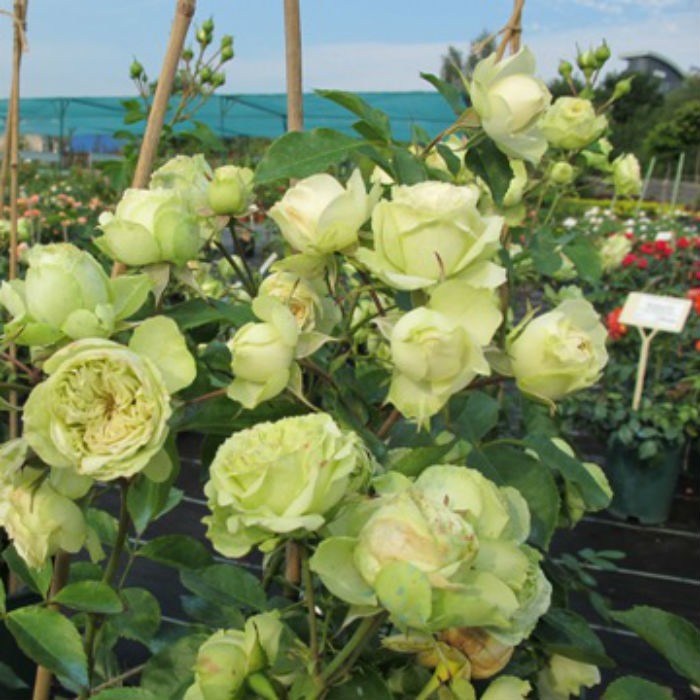 Lovely Green plika šaknis