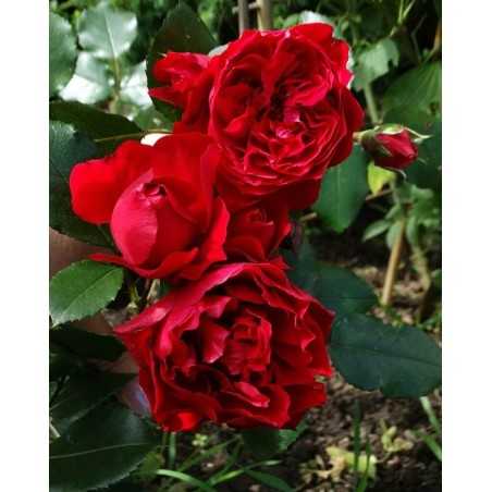 SANTANA vijoklinis plika šaknis