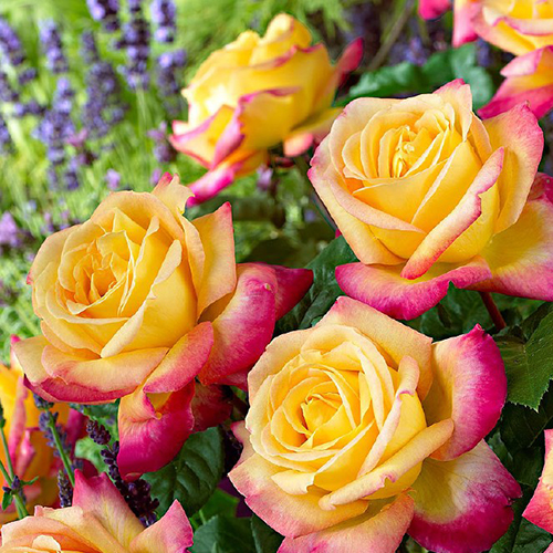 PULLMAN ORIENT EXPRESS