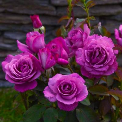 Lila Wonder rožė plikom šaknimis