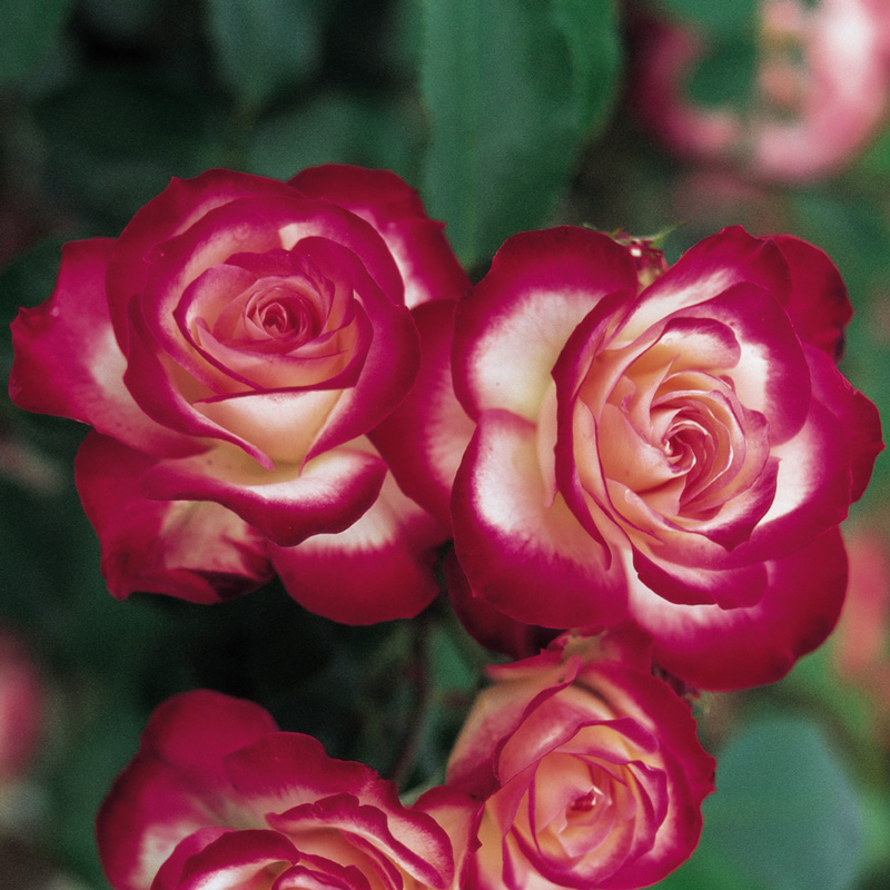 JUBILE DU PRINCE DE MONACO plika šaknis