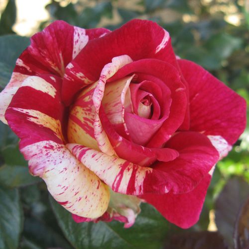 Broceliande stipraus kvapo plika šaknis