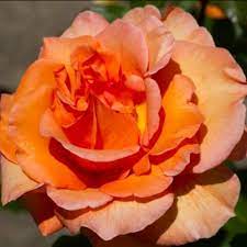 Doris Tysterman plika šaknis