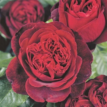 ADMIRAL plika šaknis