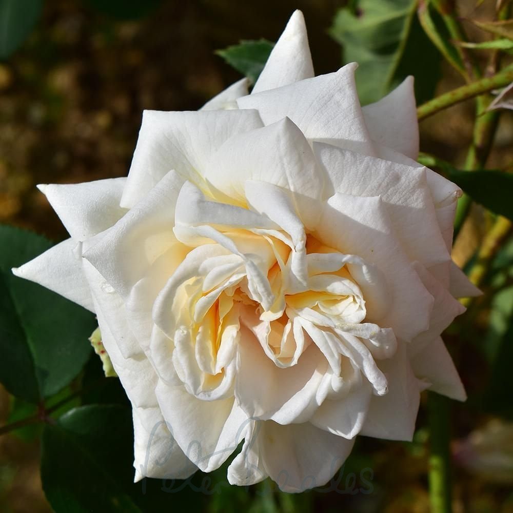 Ilse Krohn  vijoklinis plika šaknis