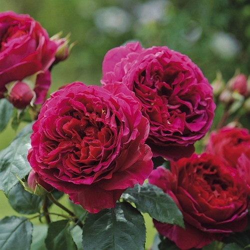 Heathcliff Akcija !!!!!!! 5d. Kvapni