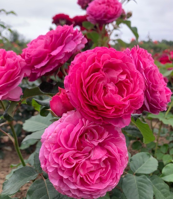 RENE VAN WEDBERG/ MILEVA FRAYLA vazone