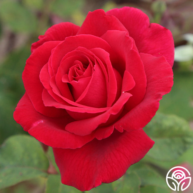 Mr. Lincoln plika šaknis