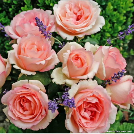 SOUVENIR DE BADEN-BADEN