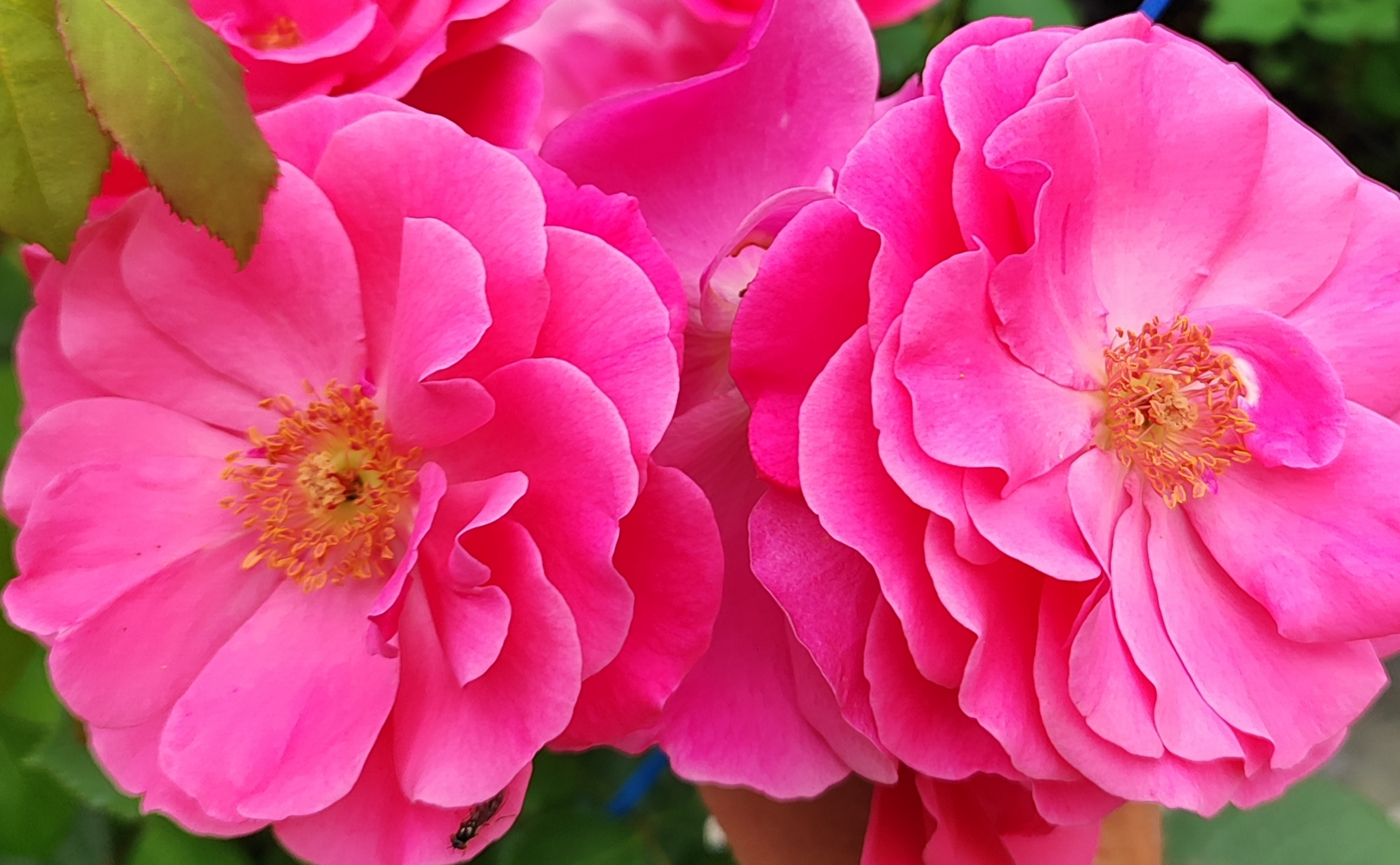 Etude žiedų kaskadas