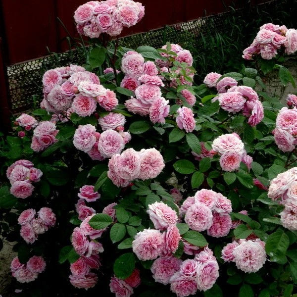 WILLIAM CHRISTIE kvepianti