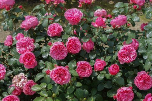 Beleburg visa  vasara su ziedais