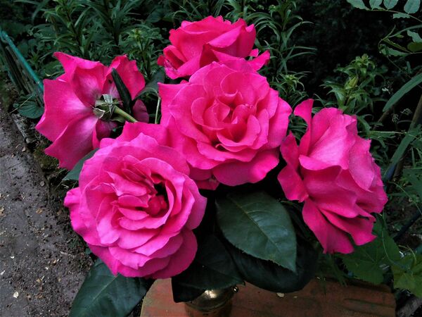 Venrosa vazone didžiulės gėlės , kvapas