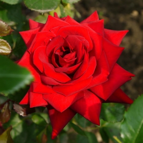 Red Queen plika šaknis