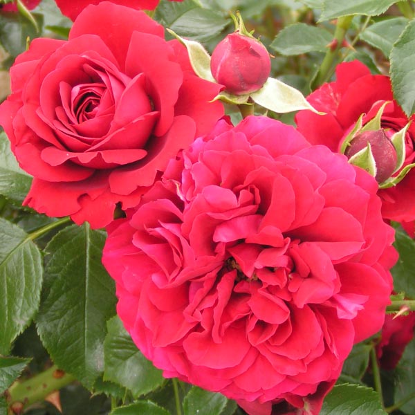 Grand Award vijoklinis