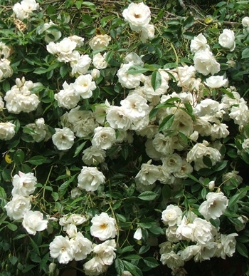 ICEBERG vijoklijis -32c plika šaknis