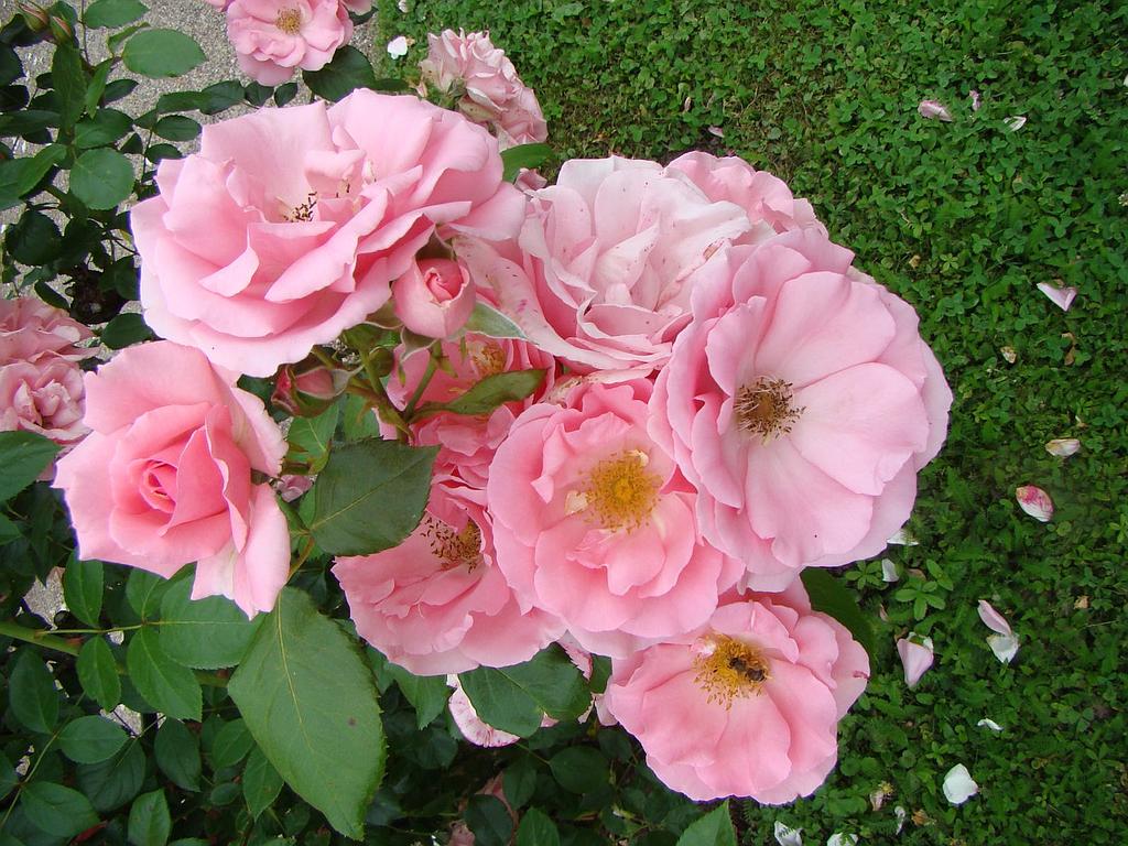 Bantry Bay vijoklinis plika šaknis