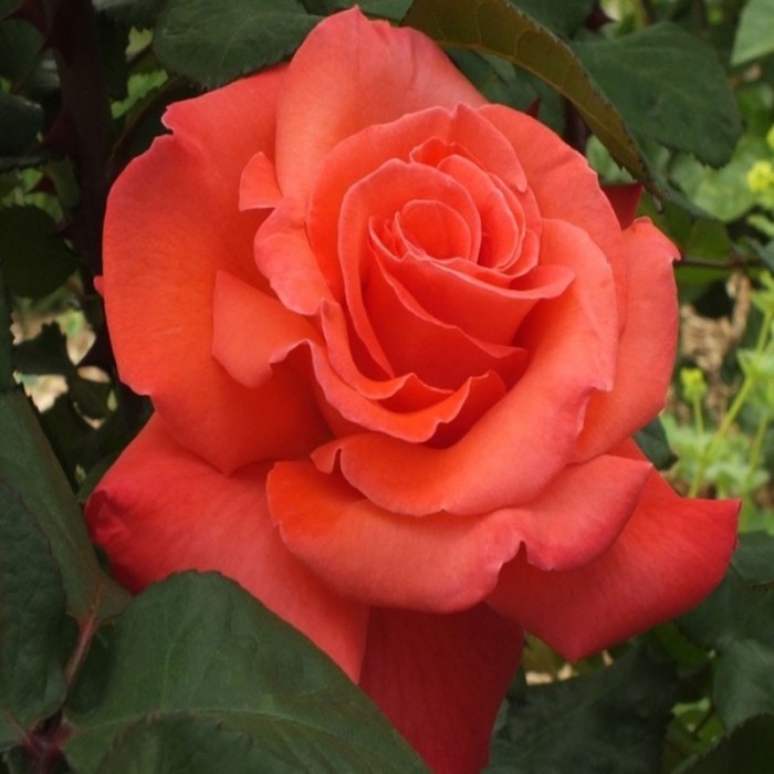 KRZYSZTOF KOLUMB plika šaknis