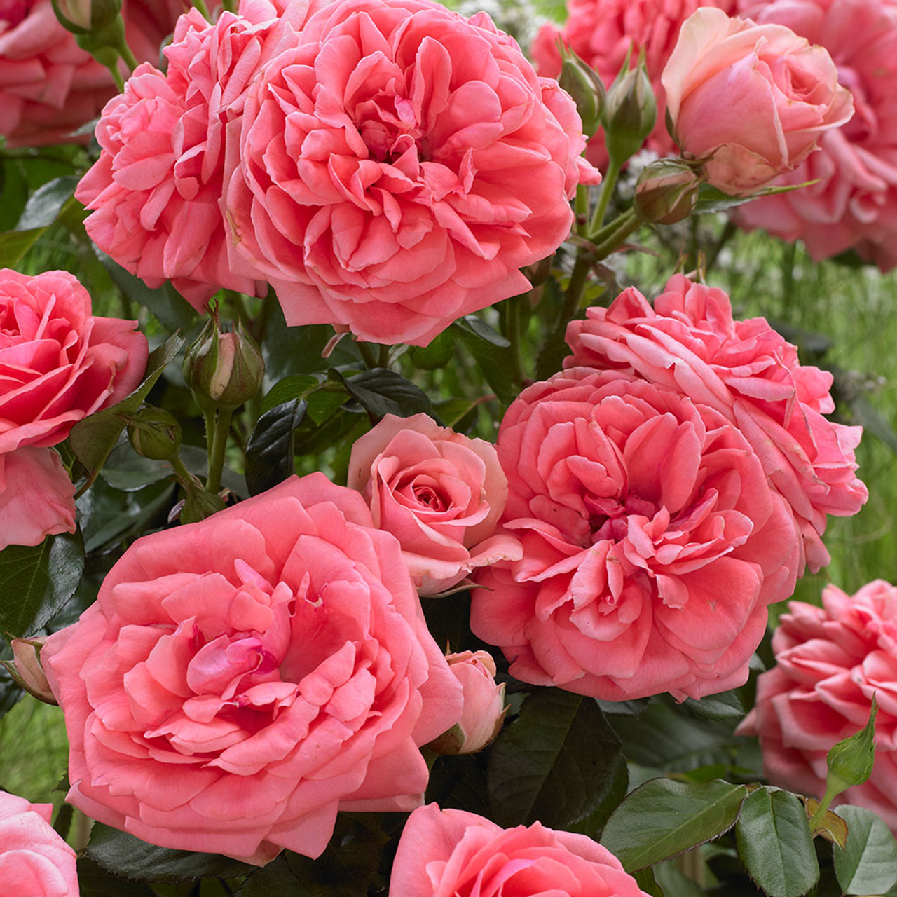 Kimono  plika šaknis