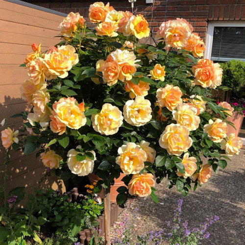 HANSESTADT ROSTOCK plika šaknis