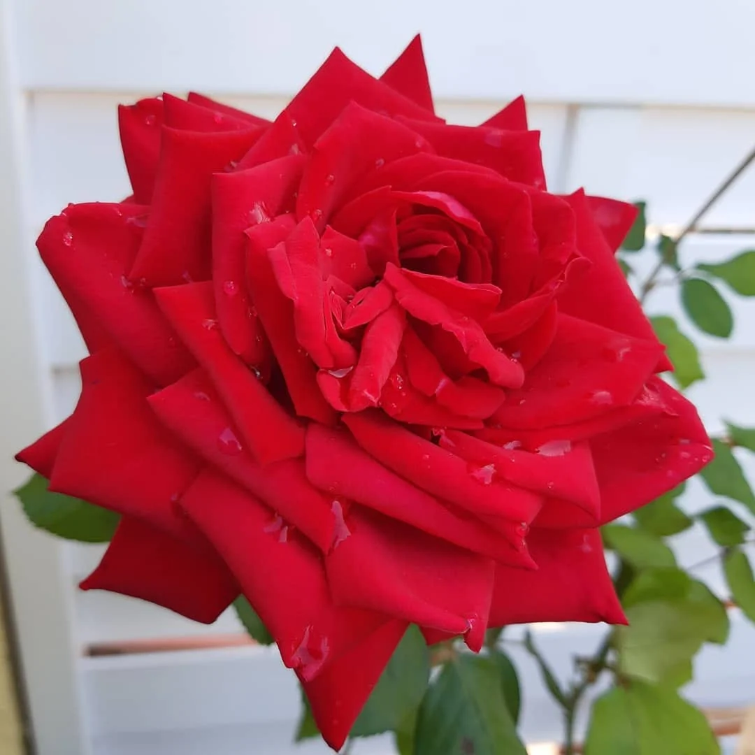 Burgund plika šaknis