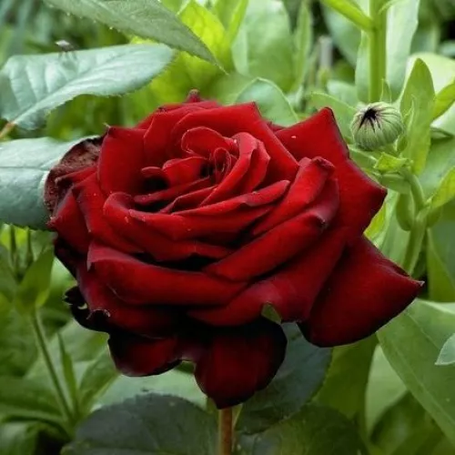 Black madona plika šaknis