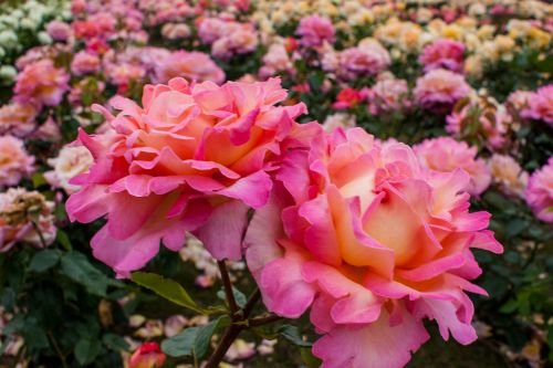 CHICAGO PEACE plika šaknis