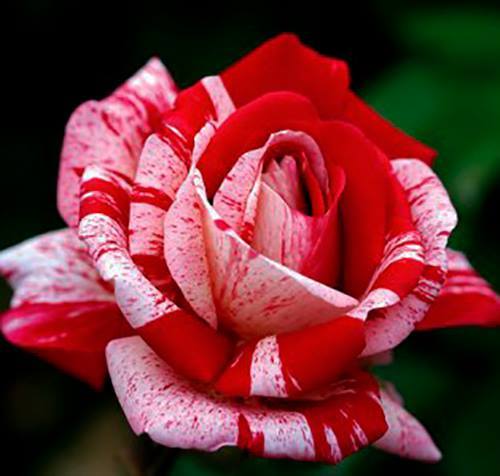 Papageno plika šaknis