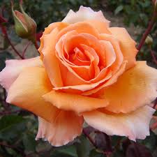 Just Joey plika plika šaknis