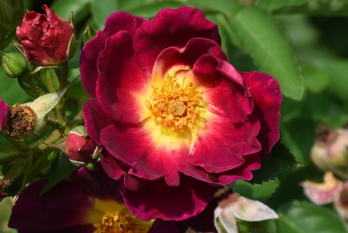 Weg der Sinne plika šaknis