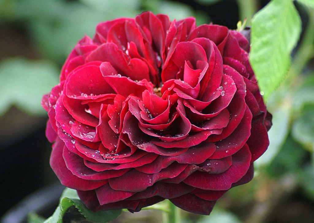 ASTRID GRAFIN VON HARDENBERG plika saknis