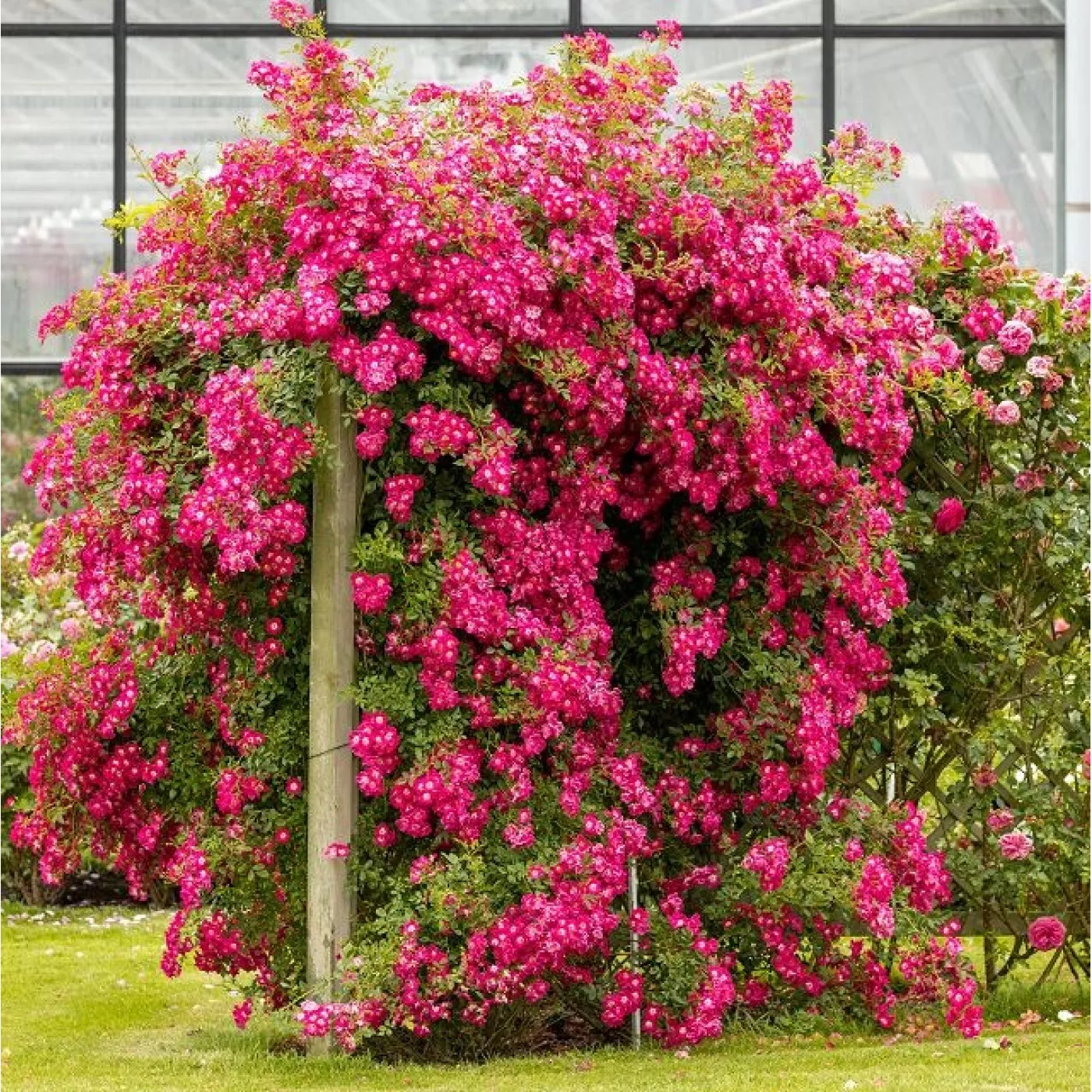 Libertas plika šaknis