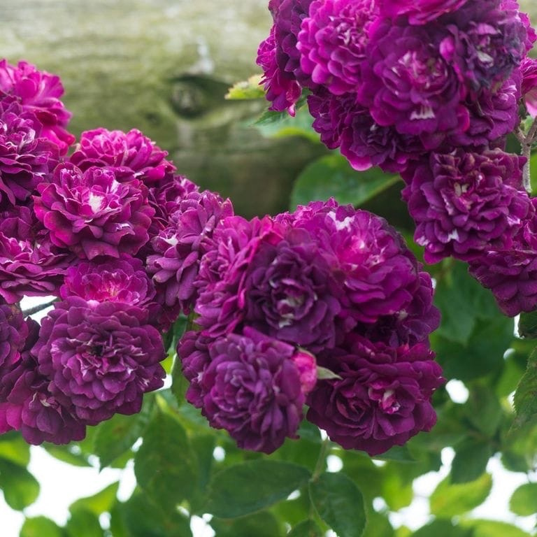 Bleu Magenta plika šaknis